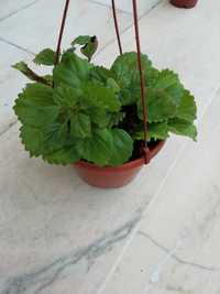 Planta do dinheiro(Plectranthus nummularis)