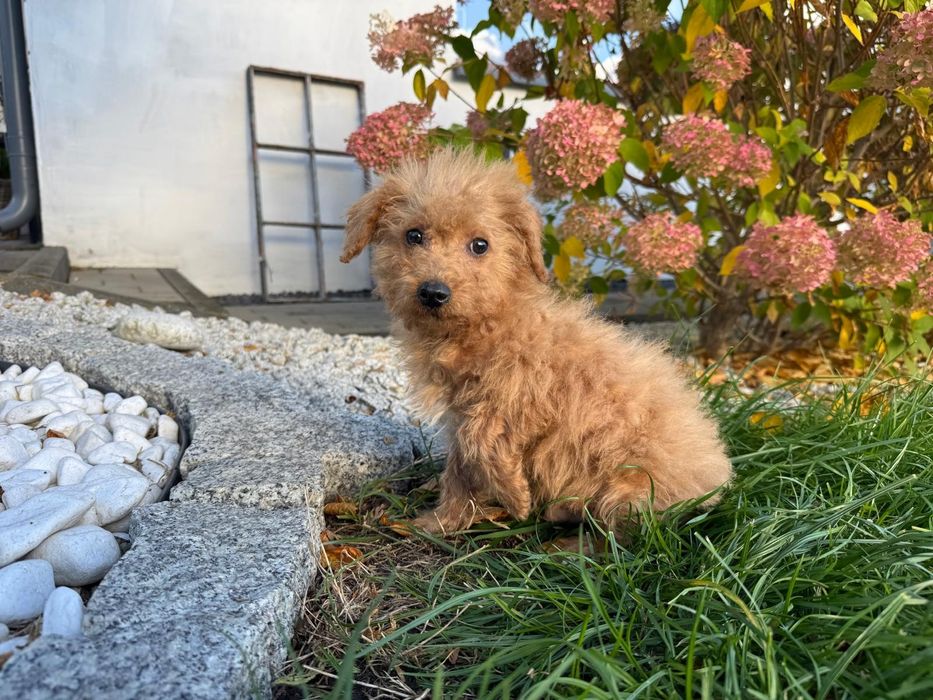 maltipoo szczeniak  mini