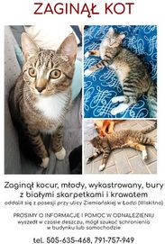 Zaginął młody bury kot Łódź