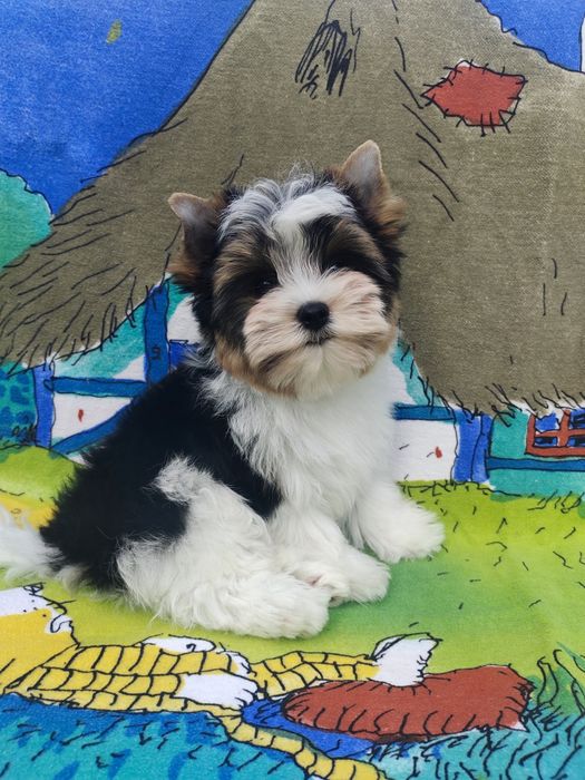 Чарівний хлопчик Бівер йорку