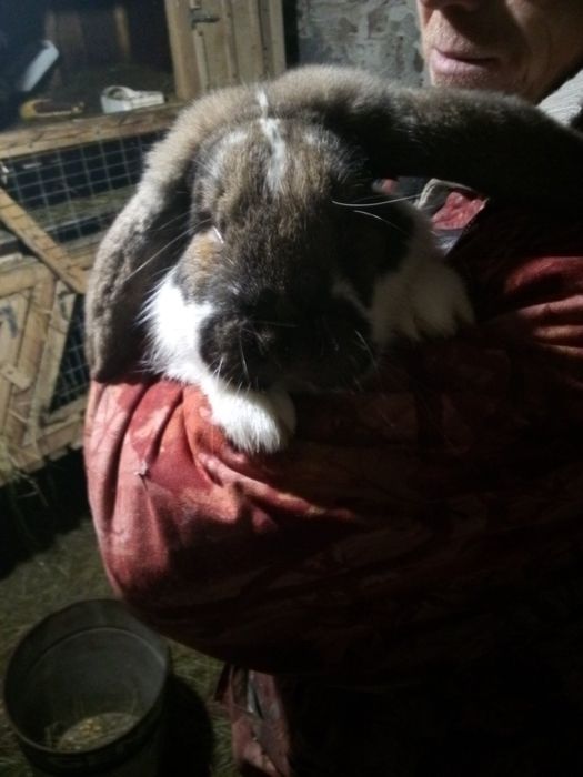 Продам Кроликов.