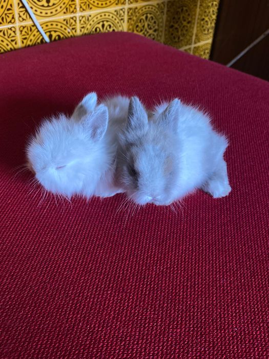 Coelhinhos anões de estimação