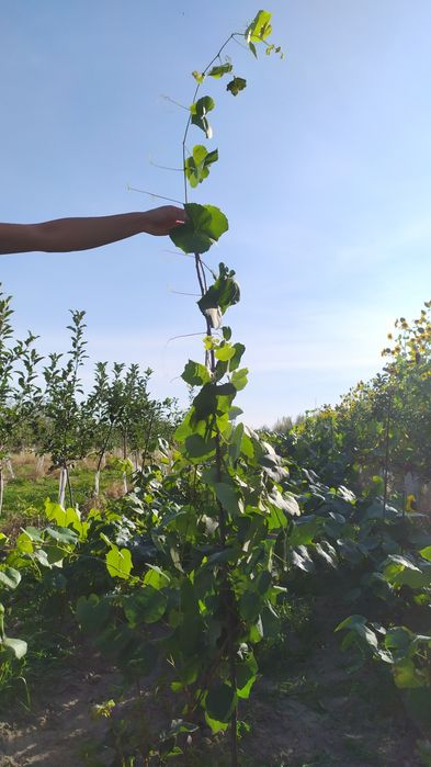 Sadzonka winorośli Swenson Red winogrono