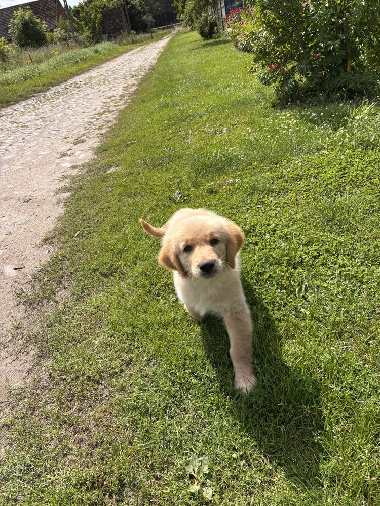 Golden Retriever Piesek
