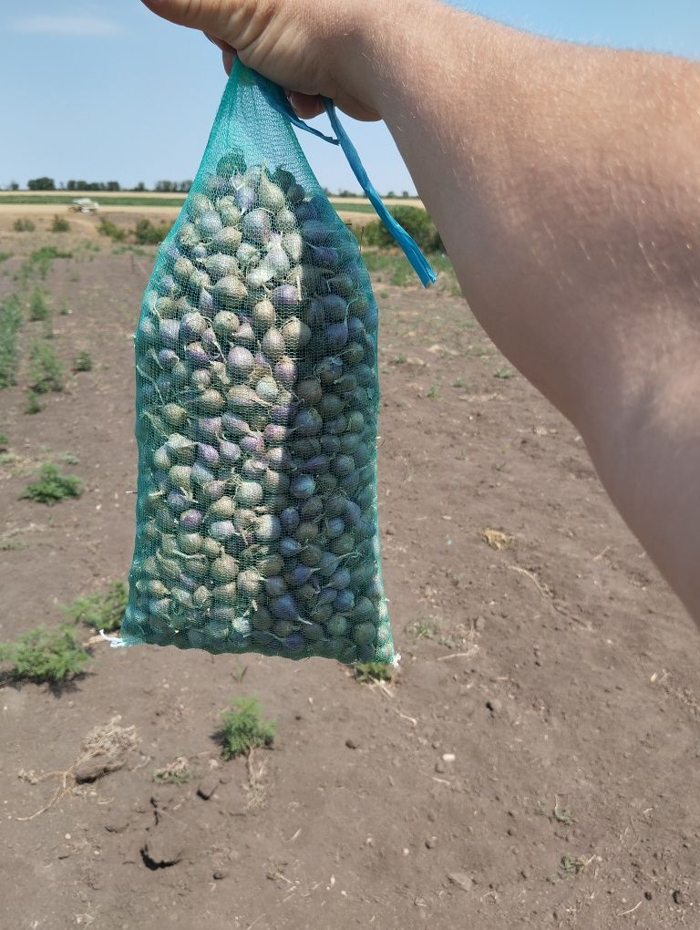 Чеснок Любаша озімий