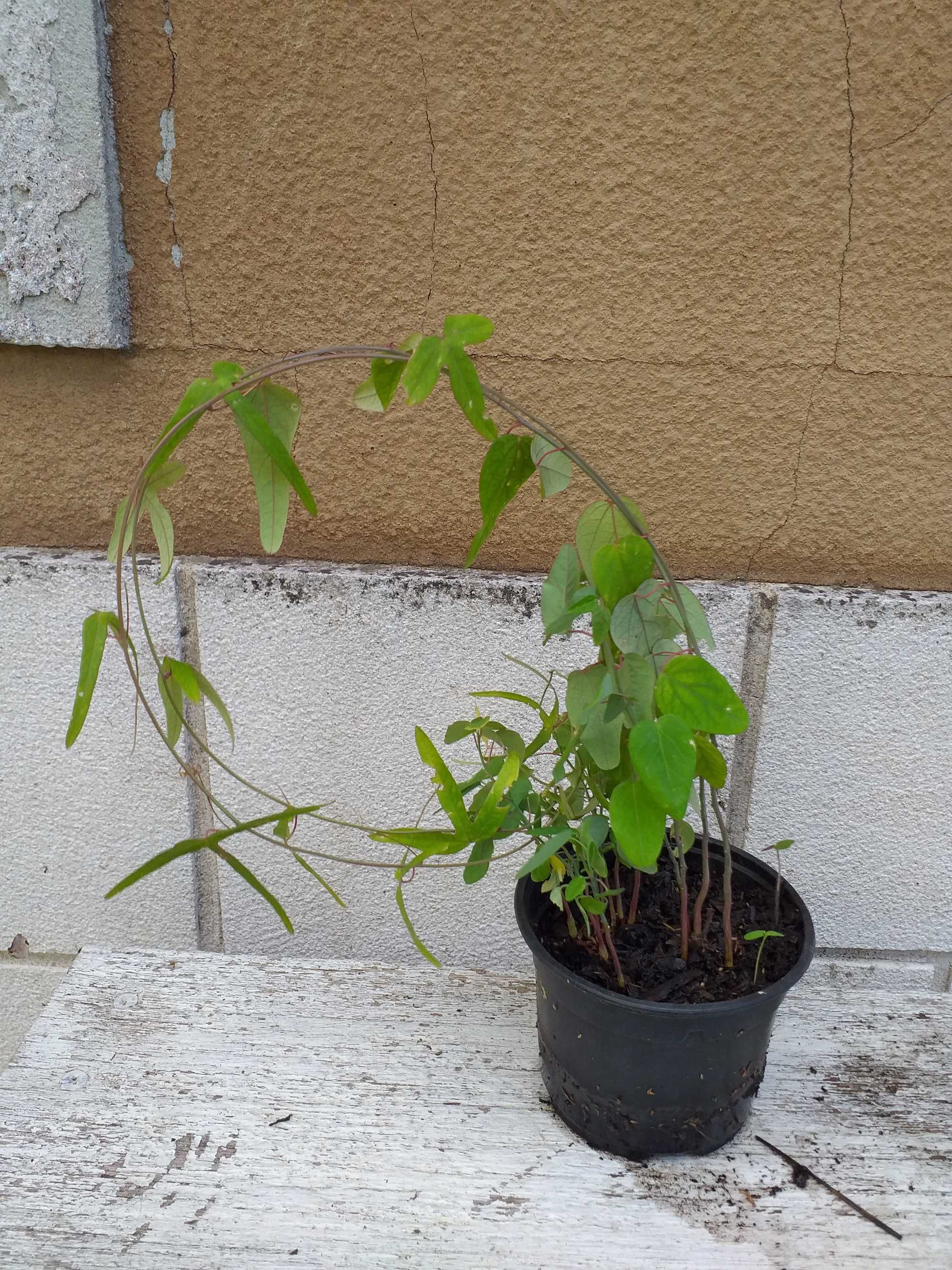 Plantas Passiflora caerulea em vaso