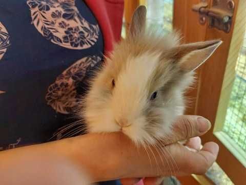 Piękne młodziutkie króliki miniaturki i inne