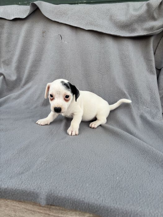 Jack russell terrier macho