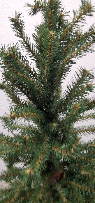 Arvore de Natal com tronco em.madeira