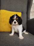 Cavalier King Charles Spaniel, samiec