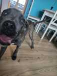 Suczka Cane Corso