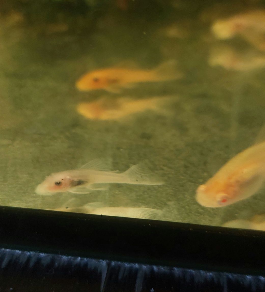Zbrojnik ancistrus L144 snow white