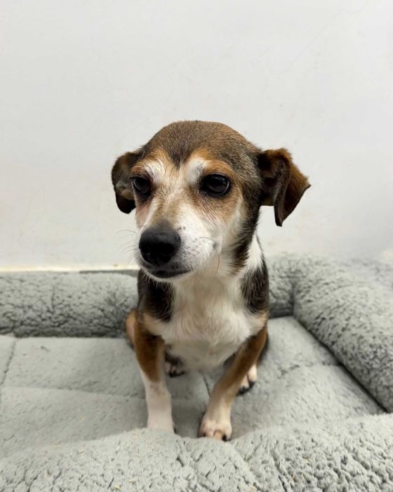 Molly - delikatna i łagodna suczka szuka kochającego domu!