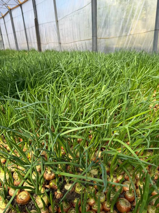 Зеленый лук перо.