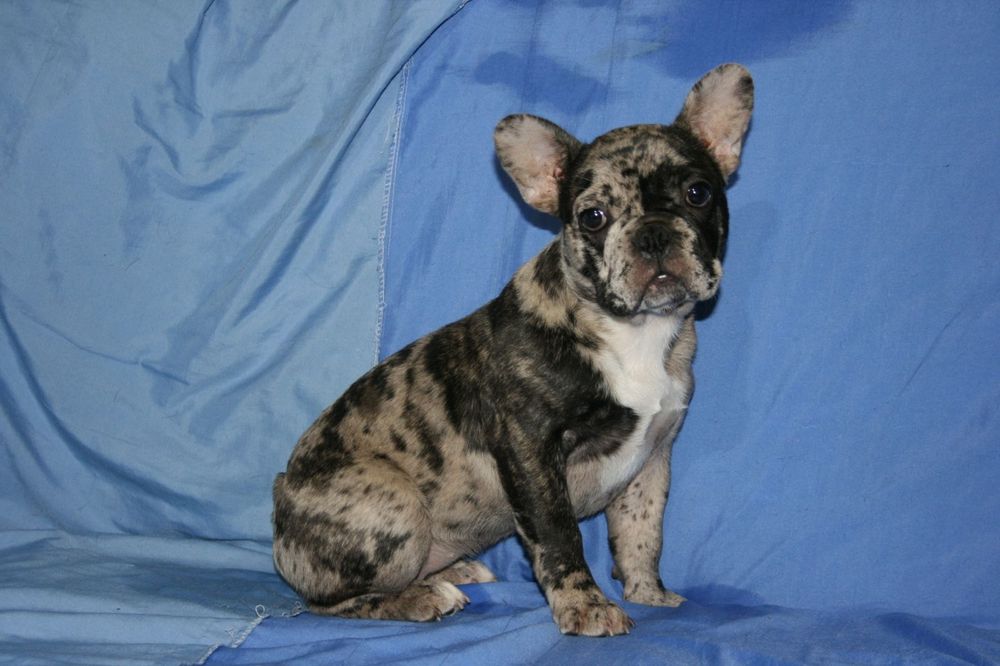 Щенята французького бульдога, дівчинка.