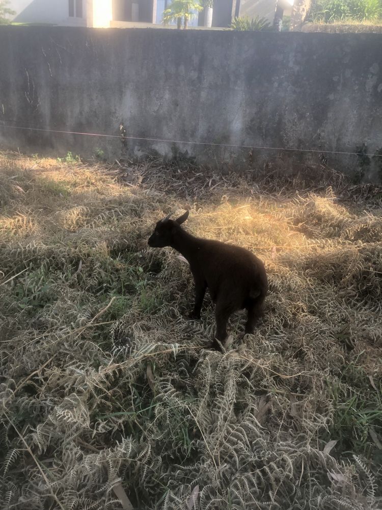 Vendo ou troco estes animais, pavois, cabritas anas…