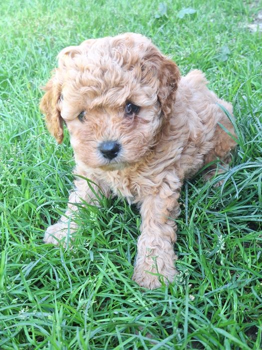 Piesek cavapoo z metryką