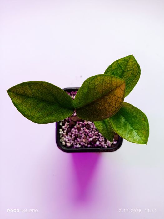 Zamiokulkas Chameleon nr 5