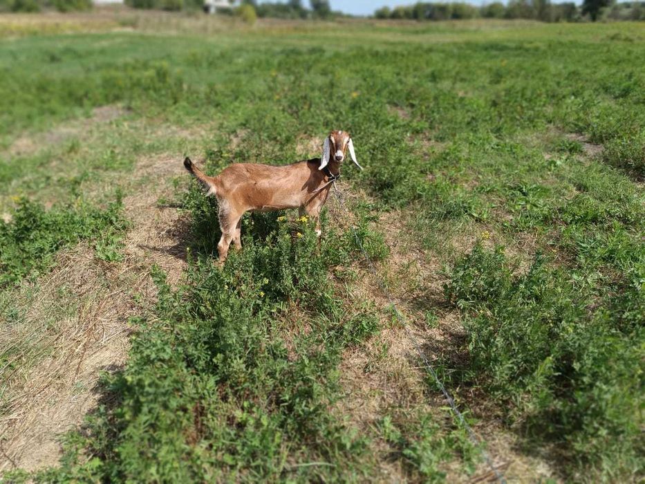 Англонумбійскі кози