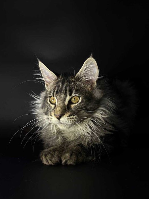 Сріблястий мейн-кун котик зі всіма документами WCF Ген тести батьків