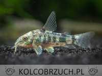 Kirysek pstry - Corydoras paleatus - Kirys - dowóz, wysyłka