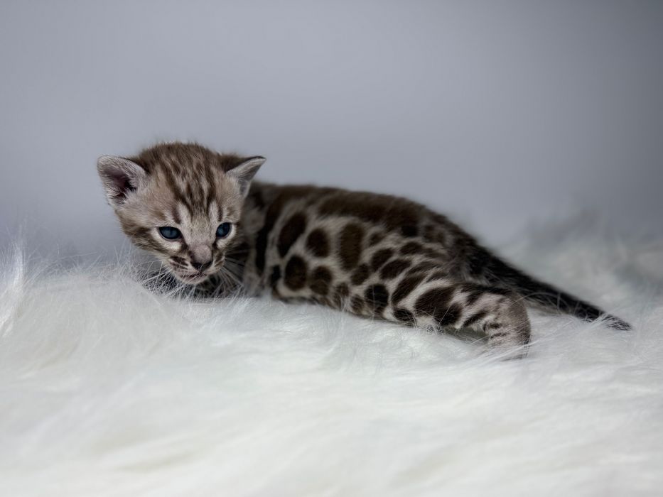 Kot bengalski Silver Sepia TICA