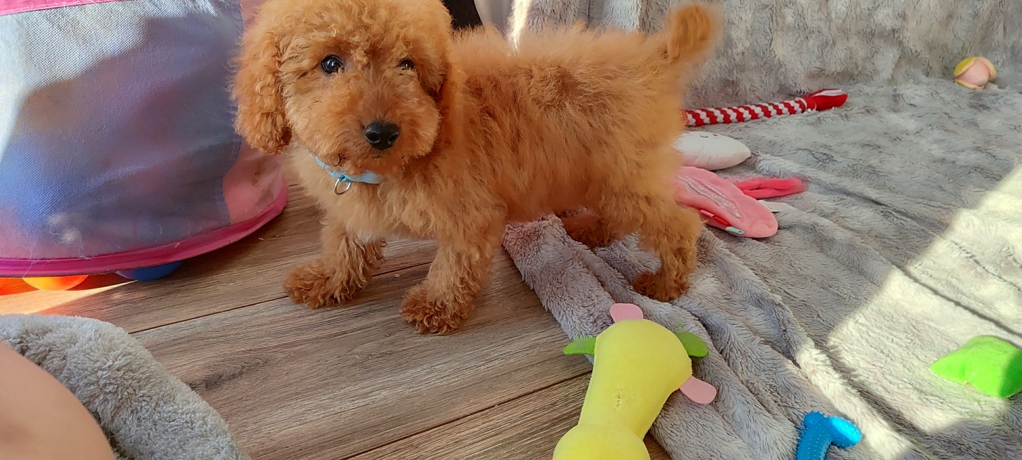 Cavapoo f1b Red cavalier pudel cavapoo