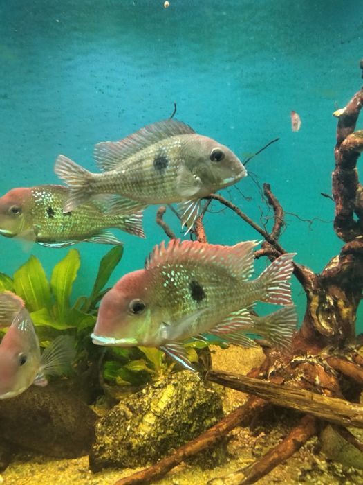 Геофагус красноголовый