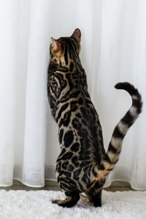 Kotka bengalska brown