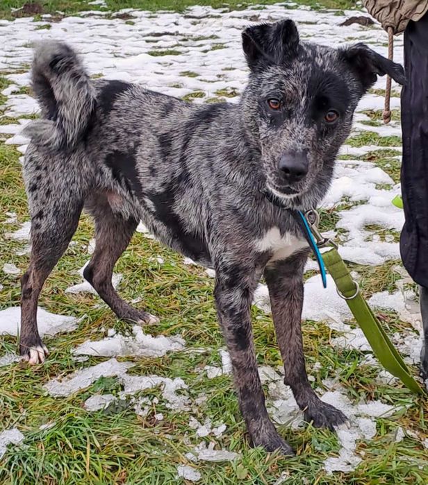 Bober-mniejszy border collie szuka doświadczonego domu !