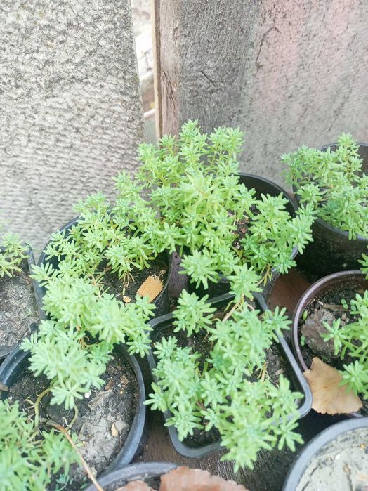 Седуми грунтопокривні