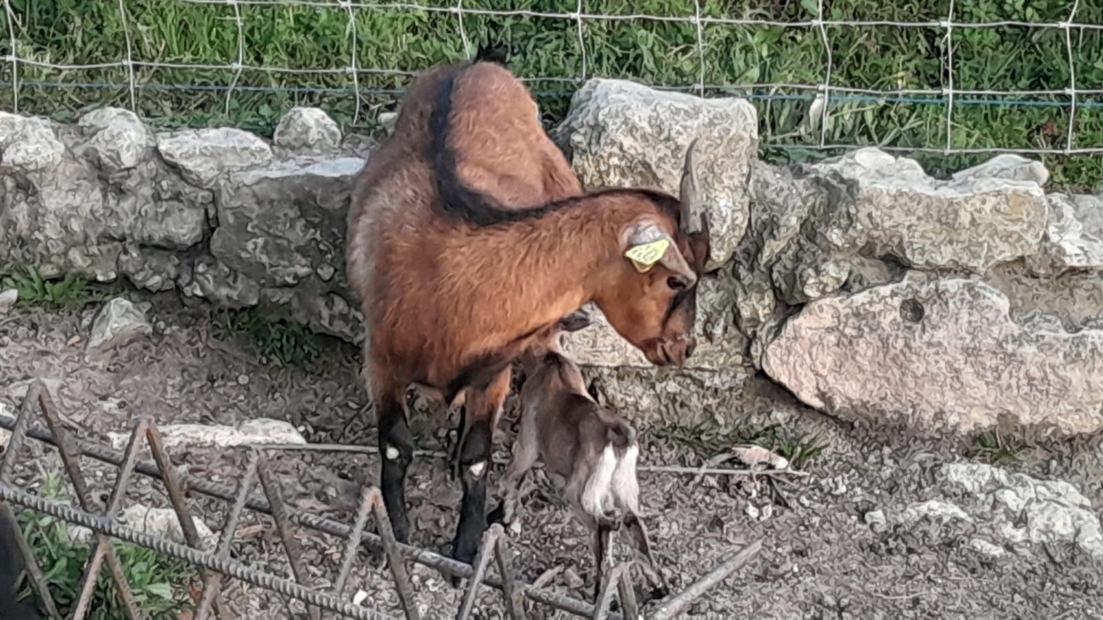 Cabras anãs habituadas a outros animais