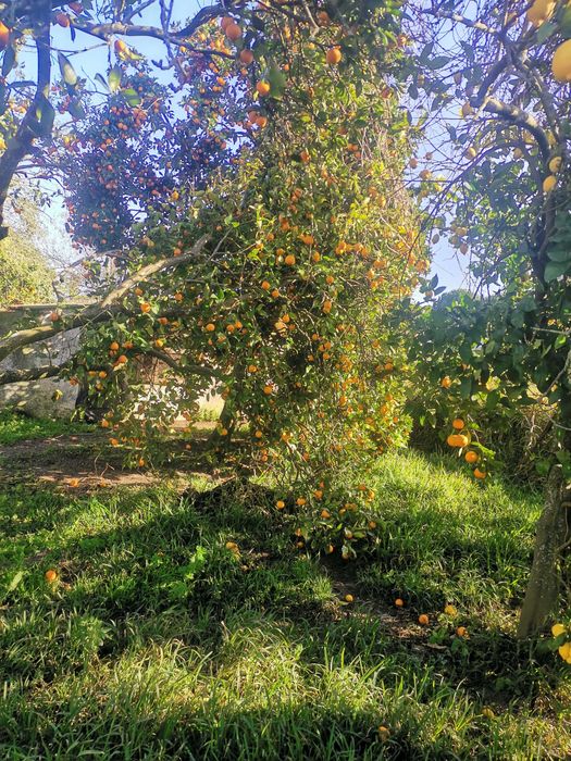 Laranja da BAÍA sem tratamentos