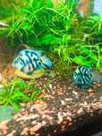 Pielęgnice Blue Tiger