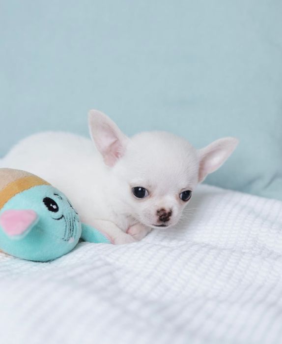 Tea cup chihuahua FCI chłopak