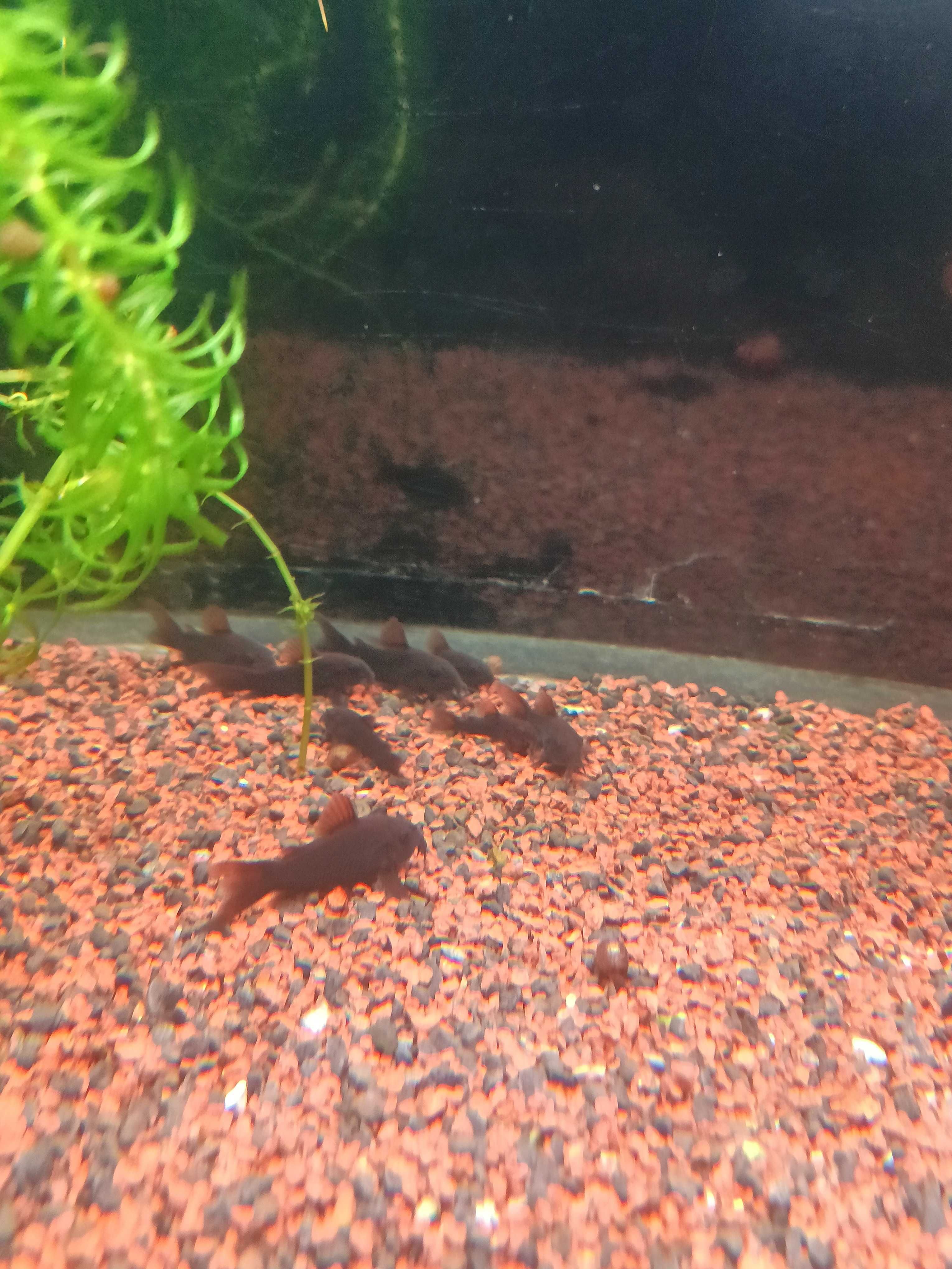 Corydoras Black Venezuela