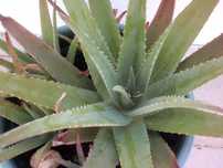 Aloe Vera Babosa Rebentos