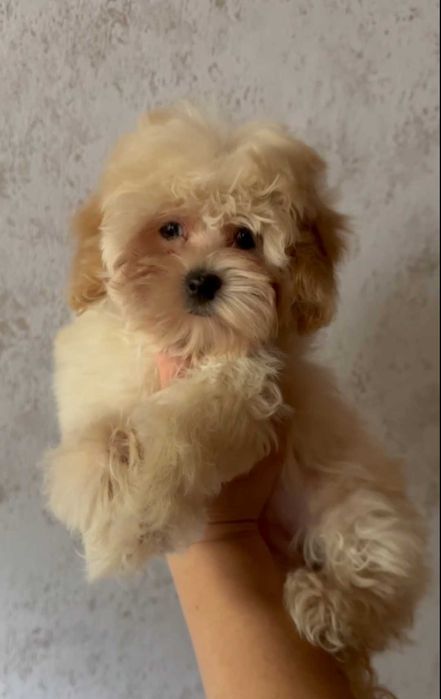 Очаровашка мальтипу. Девочка.