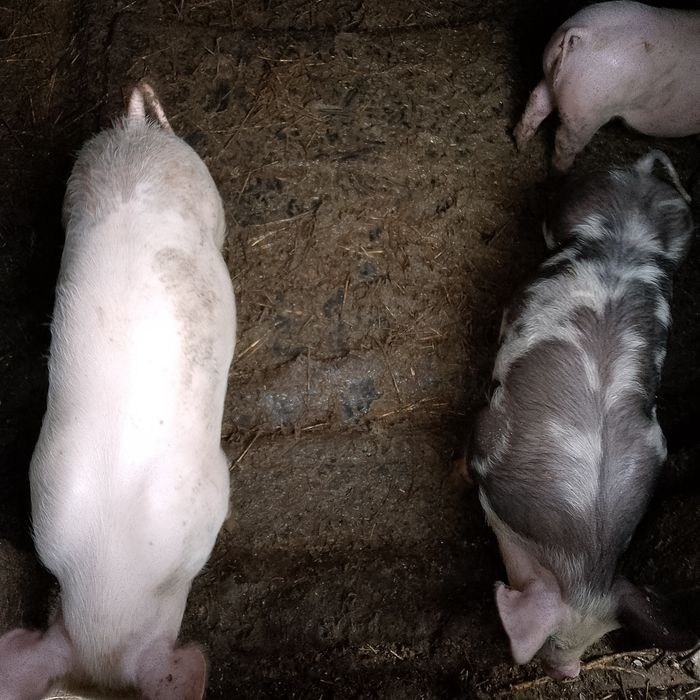 Продам поросят!!!