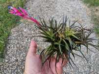 Plantas aéreas Tillandsia