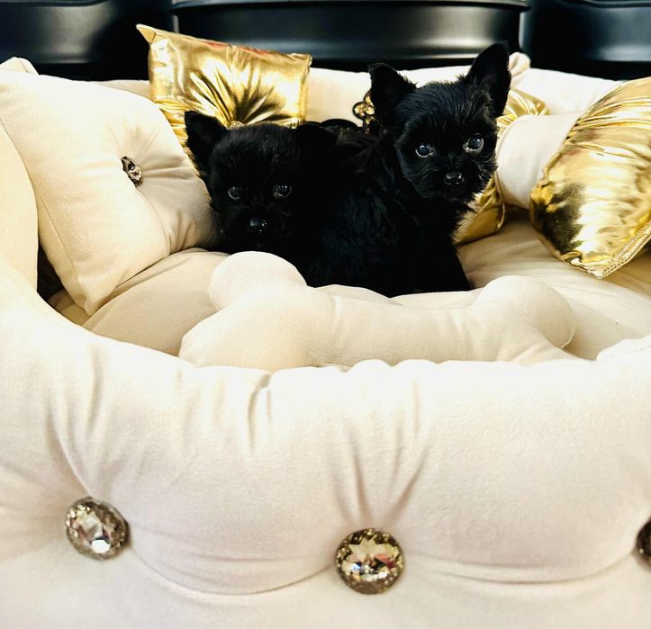 York shire terrier Black mini sunia