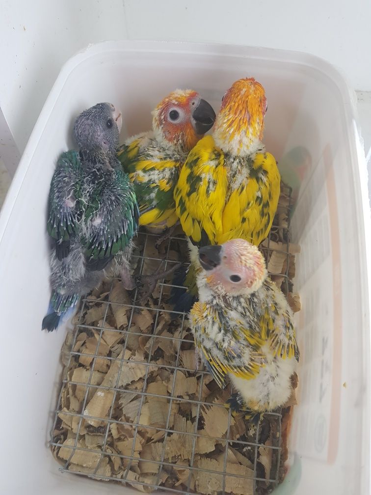 Agapornis caturras ring neck loris pyrrhuras papagaios arantigas sol d