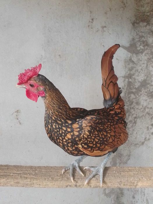 Garnizos de raça sebright dourado