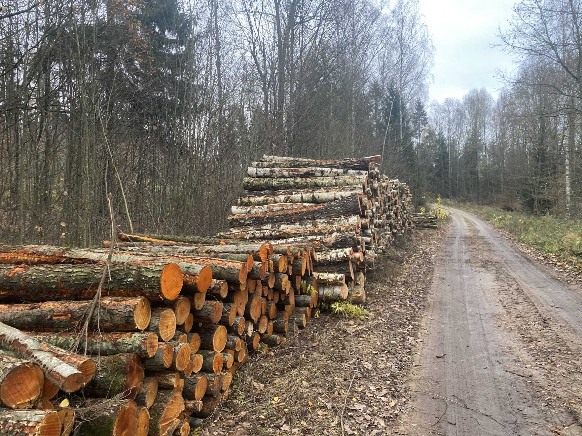 Skup, brzozy tartacznej - dłużycy, kłody papierówki  i inne