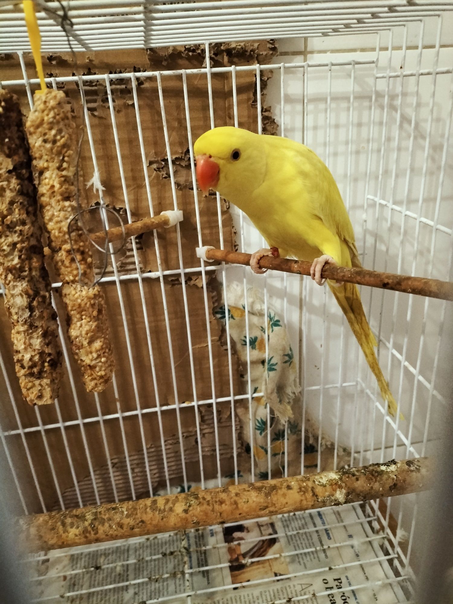 Ring neck amarelo