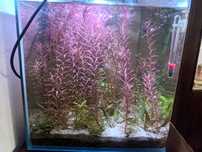 Pes de rotala rotundifolia