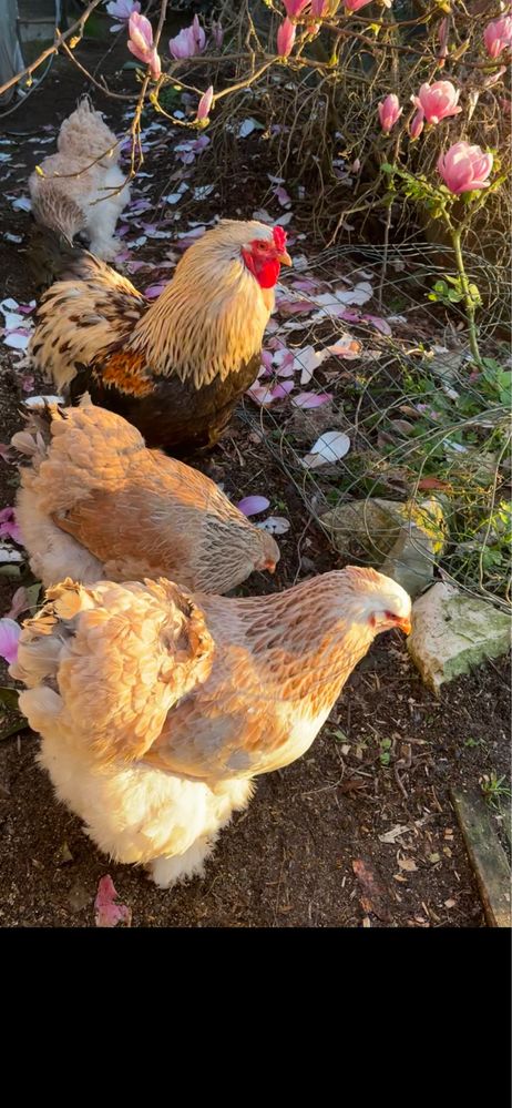 Ovos de Brahma Salmão