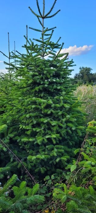 Jodła kaukaska wysoka