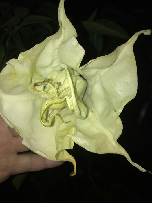 Datura - burgmansja 25  Nasionka mix