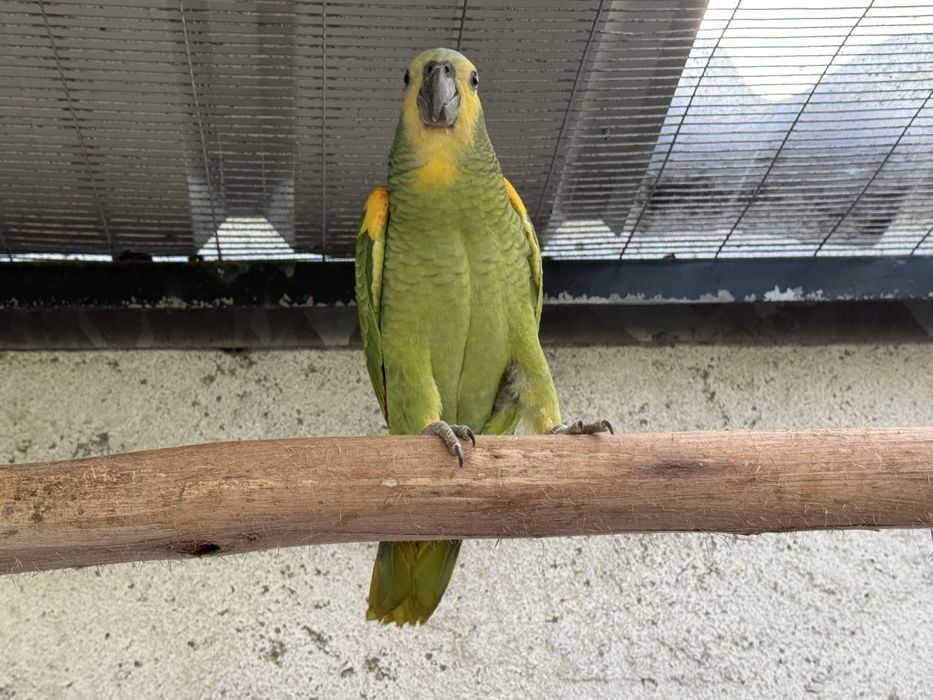 Amazona aestiva xanthopteryx